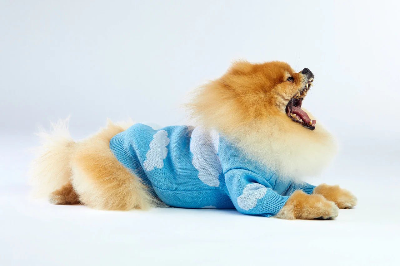 Small dog wearing a blue sweater with cloud patterns on a white background