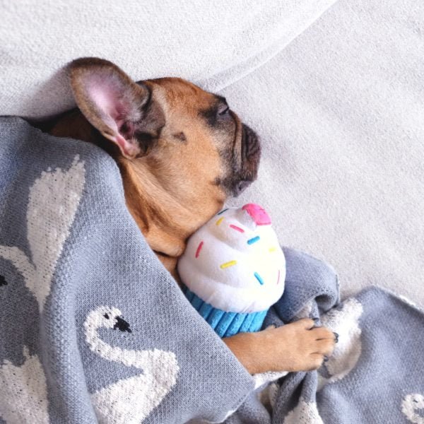 Dog sleeping with a cupcake plush toy under a blanket with swan designs.