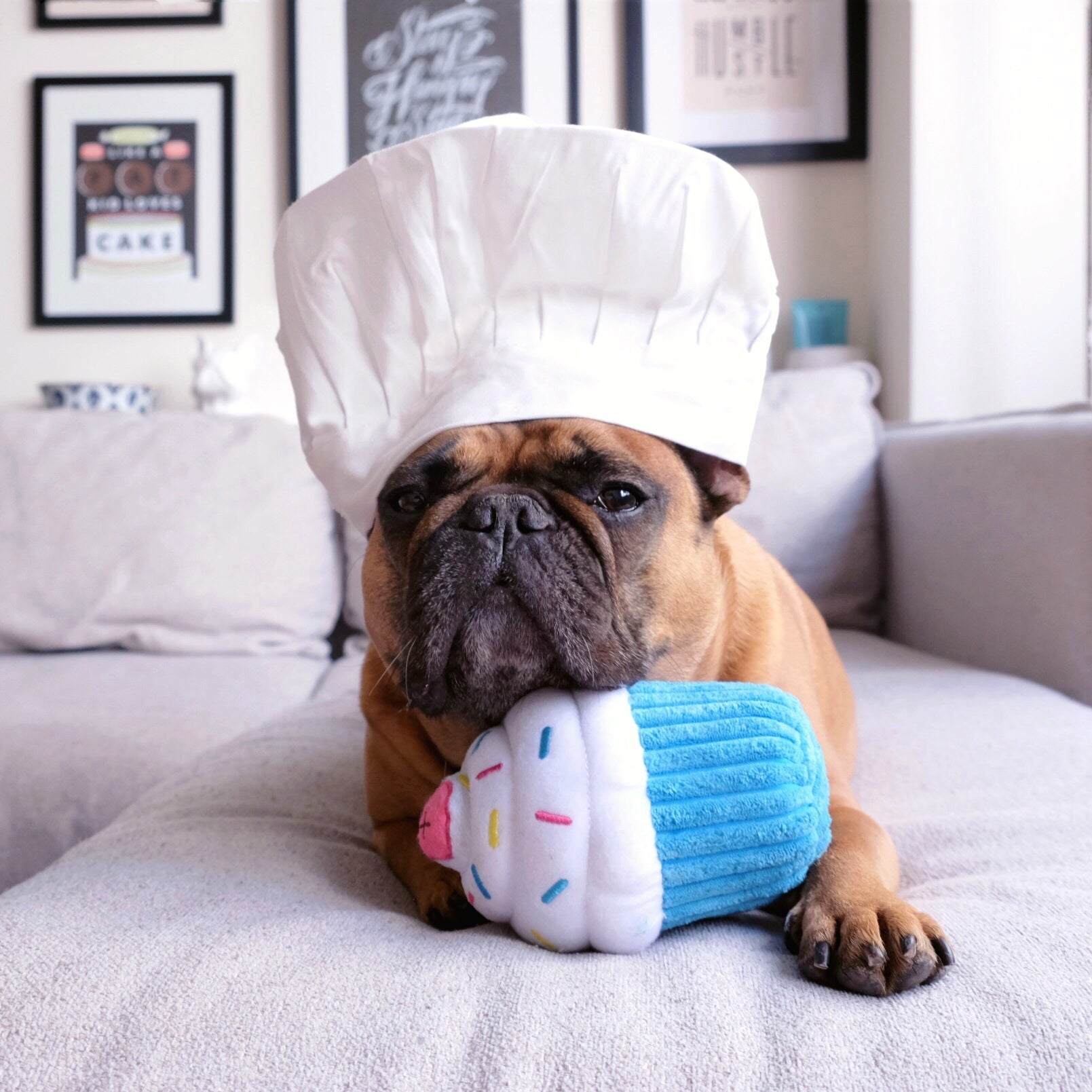 Dog wearing a chef&