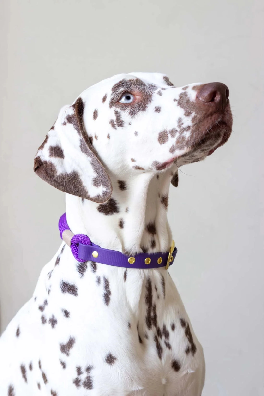 Dalmatian dog wearing a purple collar with gold studs on a plain background