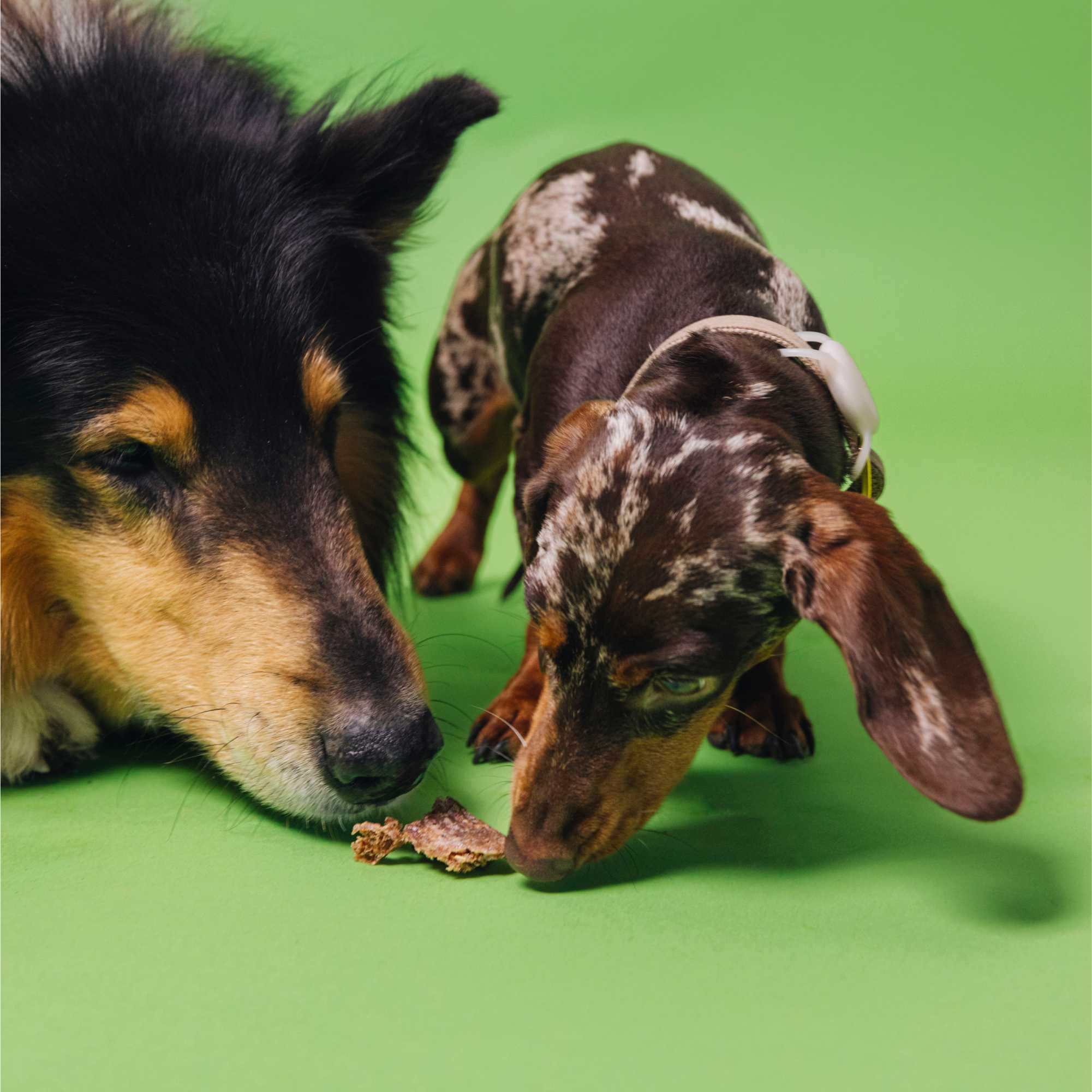 Two dogs, one larger and one smaller, on a green background.