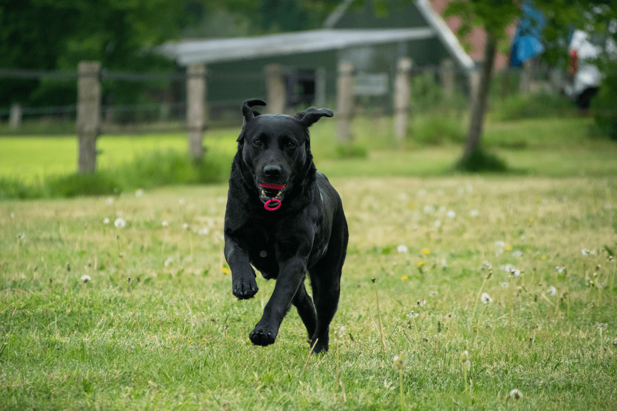 Black dog running on a grassy field with a blurred background