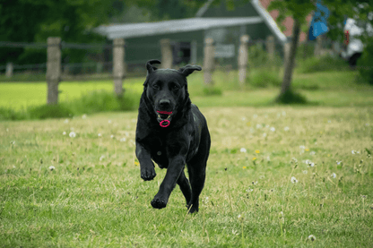 Black dog running on a grassy field with a blurred background