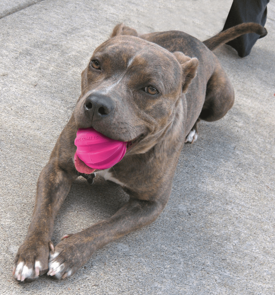 Dog with a pink ball in its mouth on a concrete surface