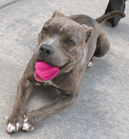 Dog with a pink ball in its mouth on a concrete surface