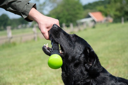 Black dog playing with a green ball in a grassy field