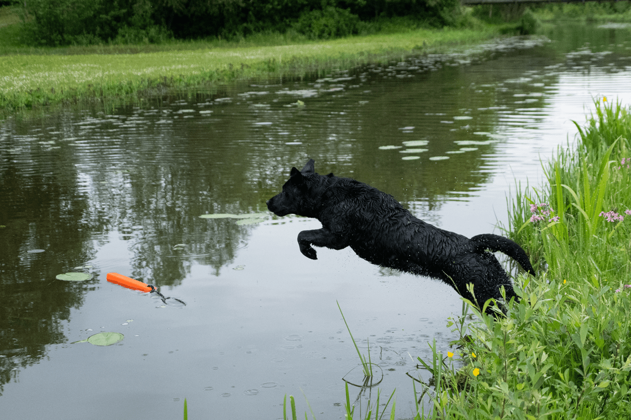 Black dog leaping into a pond with an orange toy nearby