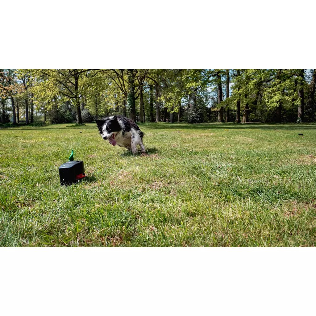 Dog playing with a toy in a grassy field with trees in the background