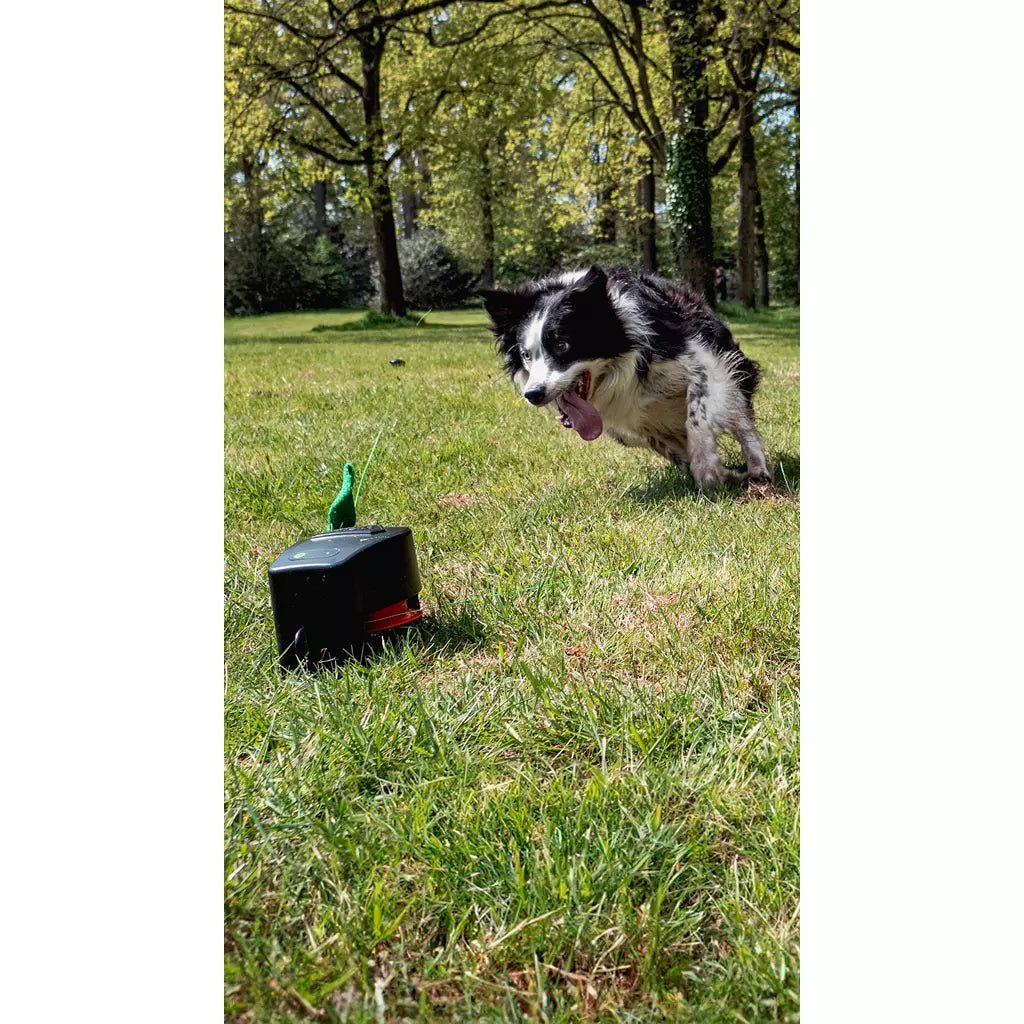 Dog playing with a toy on grass in a park