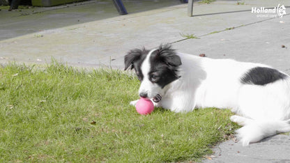 Dog playing with a pink ball on grass next to a sidewalk