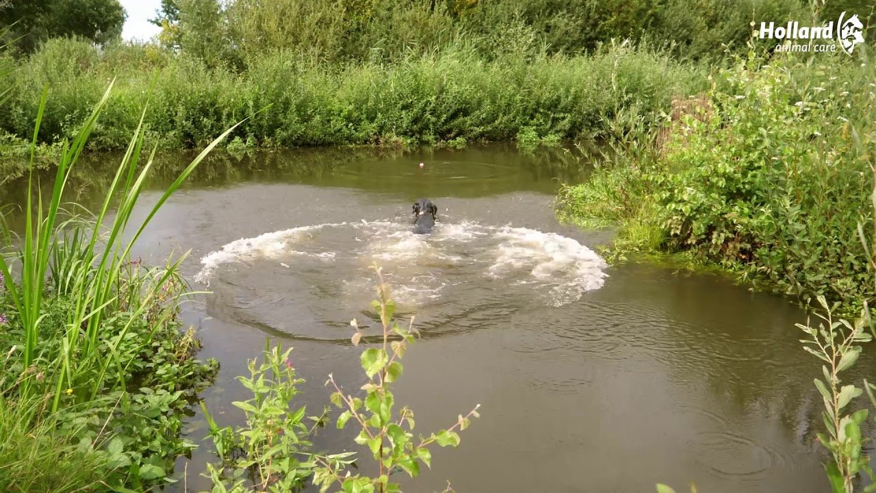 Dog swimming in a pond surrounded by greenery with &
