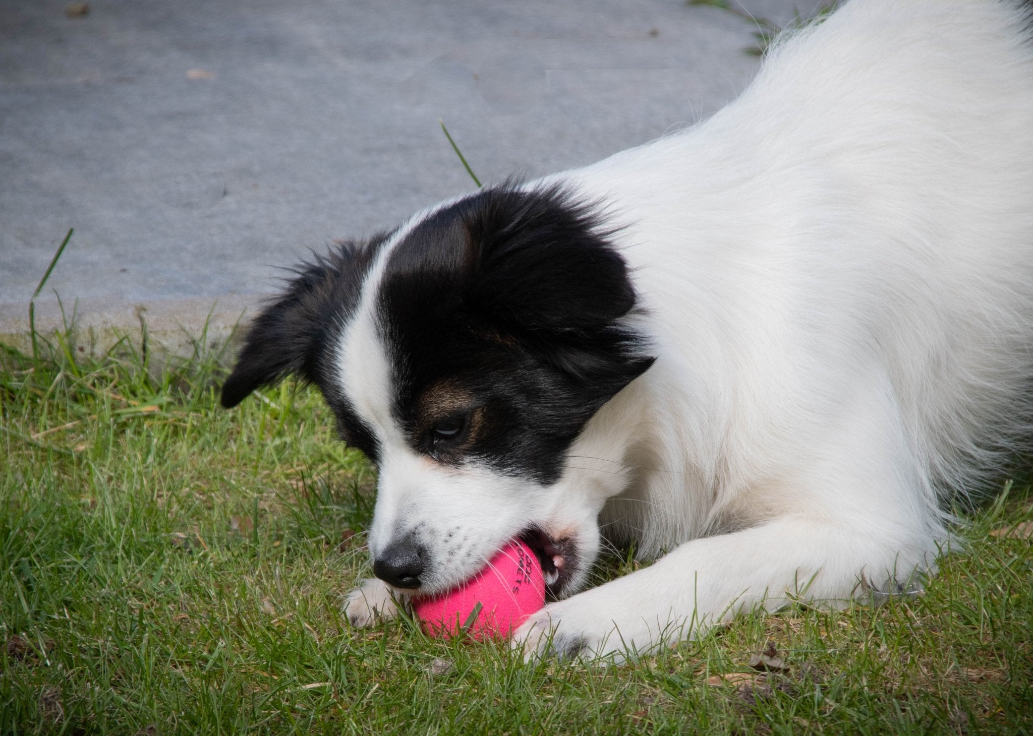 Dog playing with a pink ball on grass