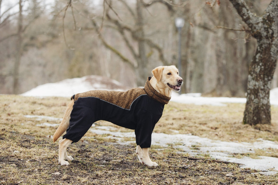 Dog wearing a black coat standing in a park with snow on the ground