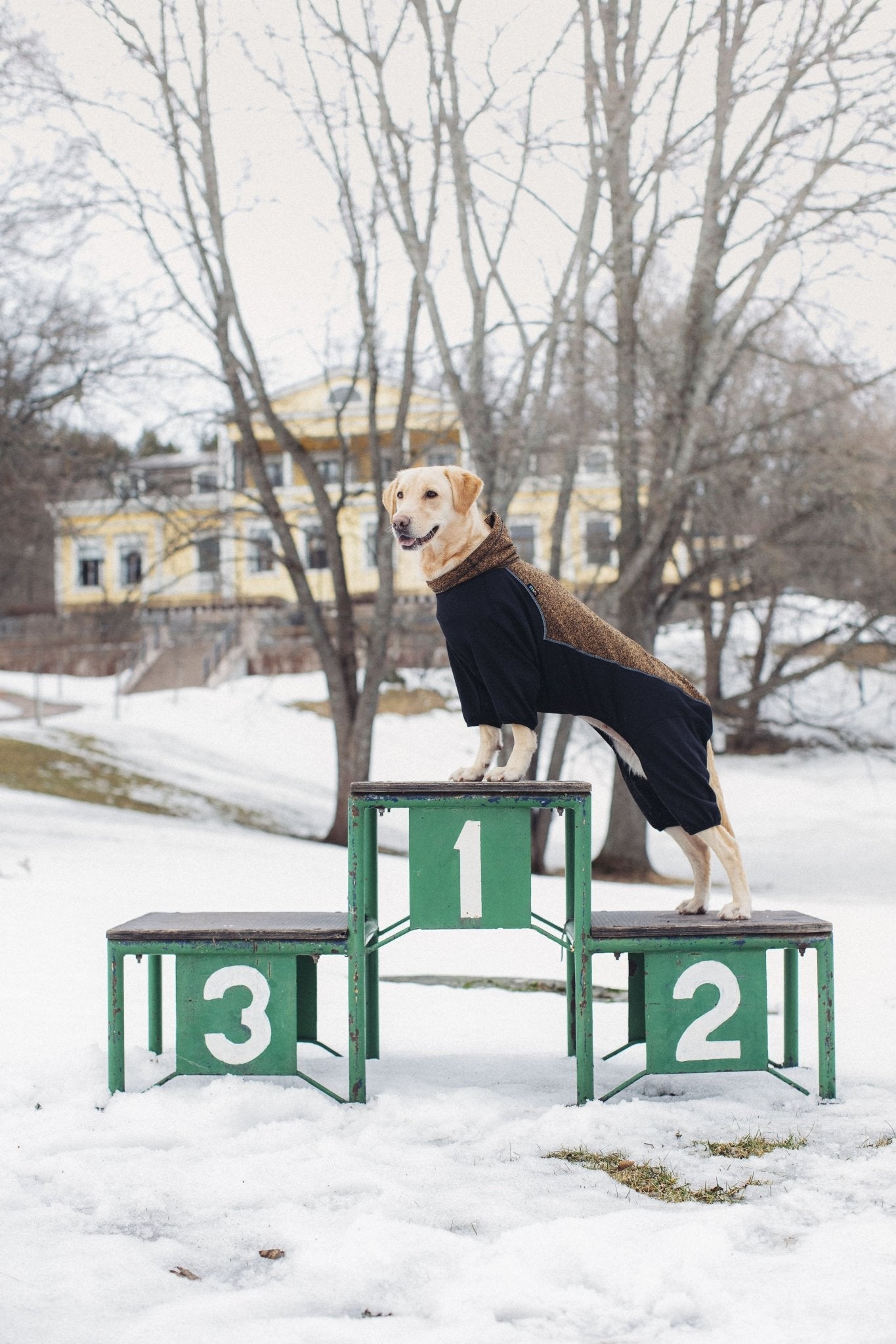 Dog in a sweater standing on numbered blocks in a snowy landscape with a building in the background.