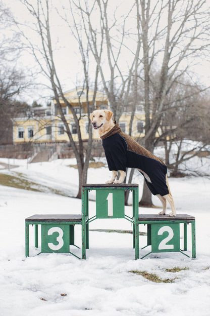 Dog in a sweater standing on numbered blocks in a snowy landscape with a building in the background.