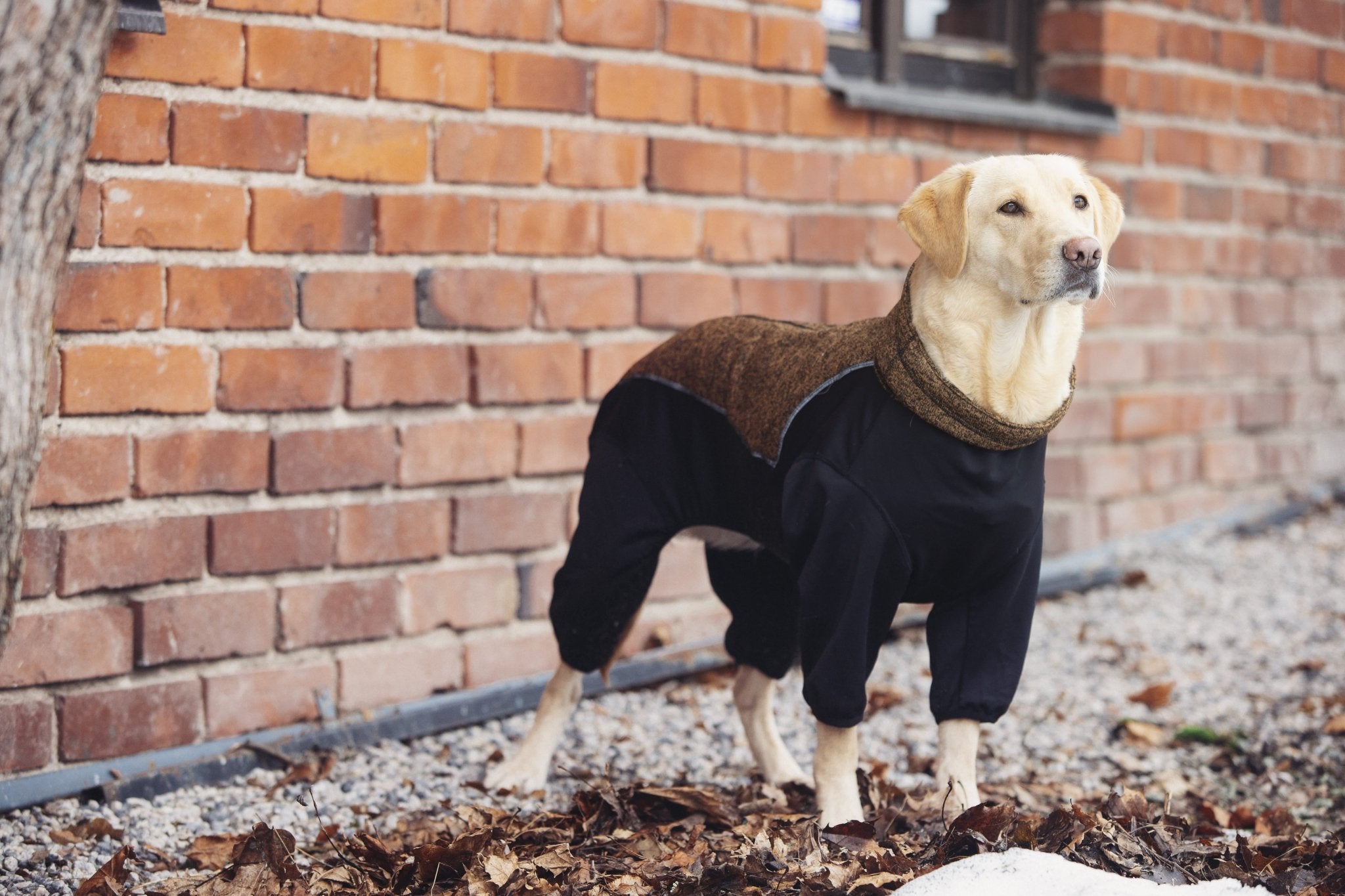 Dog wearing a coat standing in front of a brick wall