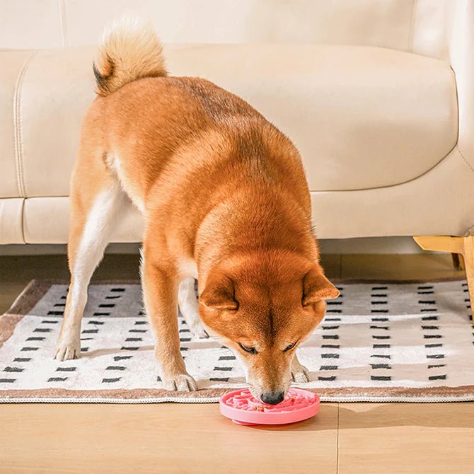 Dog eating from a pink bowl on a rug in a living room.