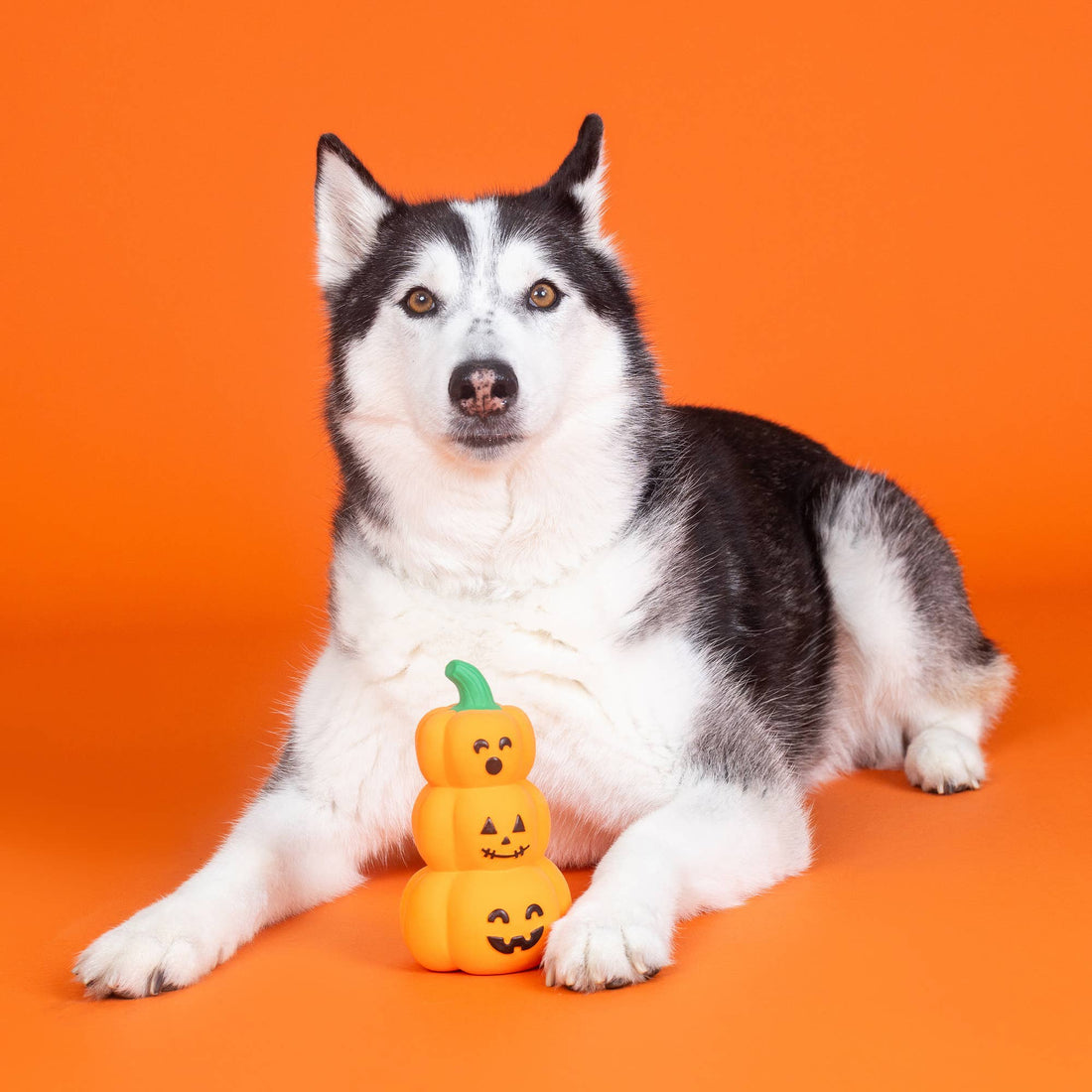 Fringe GO BIG OR GOURD HOME LATEX DOG TOY - Share Happy Outfits