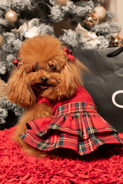Small brown dog wearing a red plaid dress in front of a Christmas tree.
