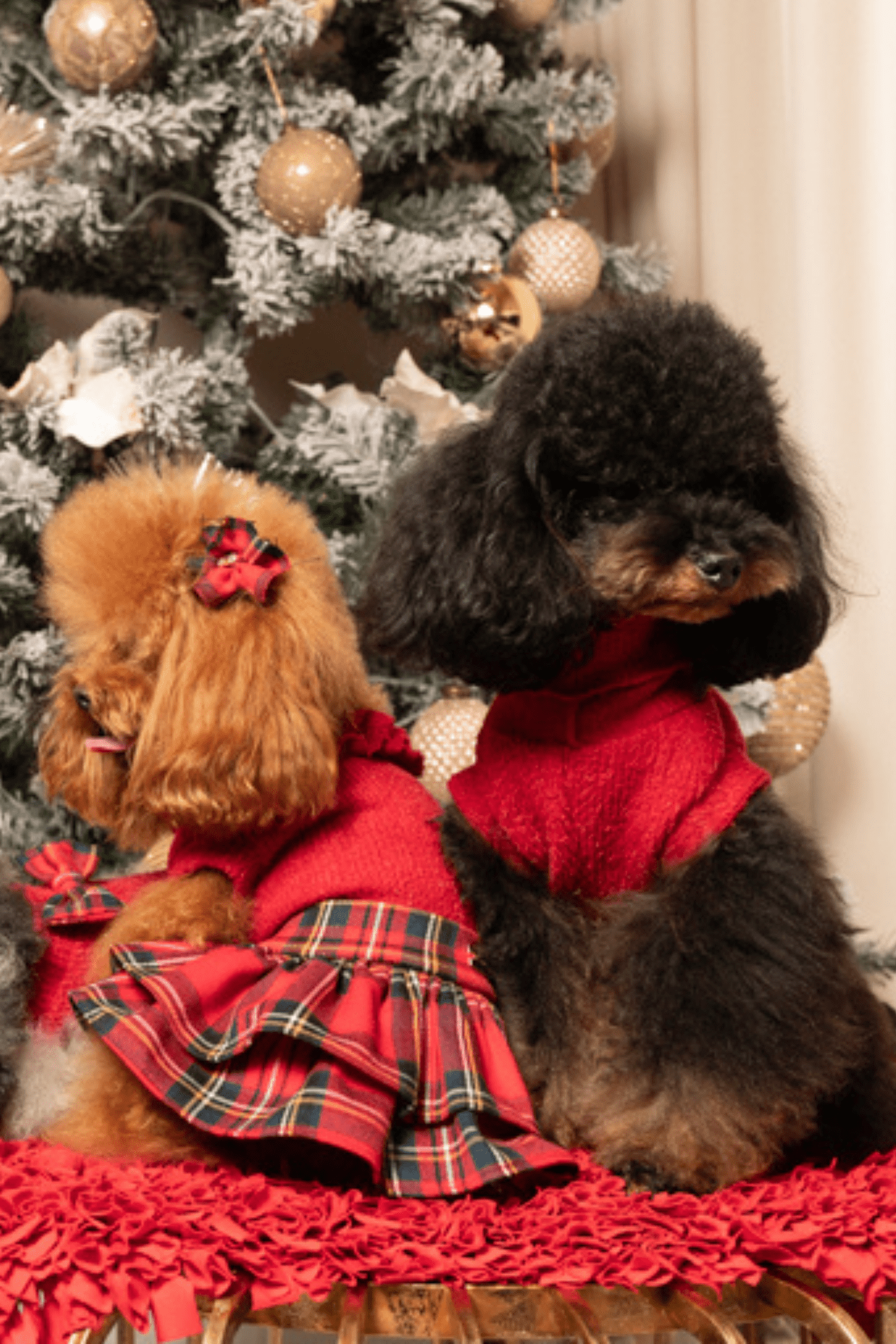 Two dogs in red outfits sitting in front of a decorated Christmas tree.