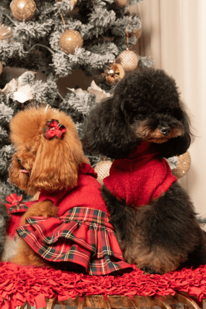 Two dogs in red outfits sitting in front of a decorated Christmas tree.
