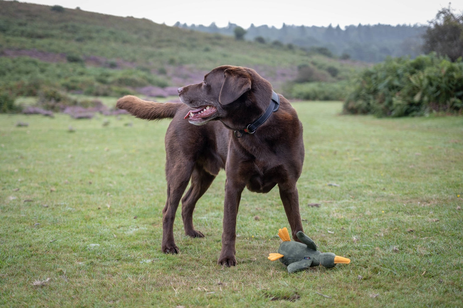 Brown Labrador playing with a dog toy shaped like a duck during outdoor fetch