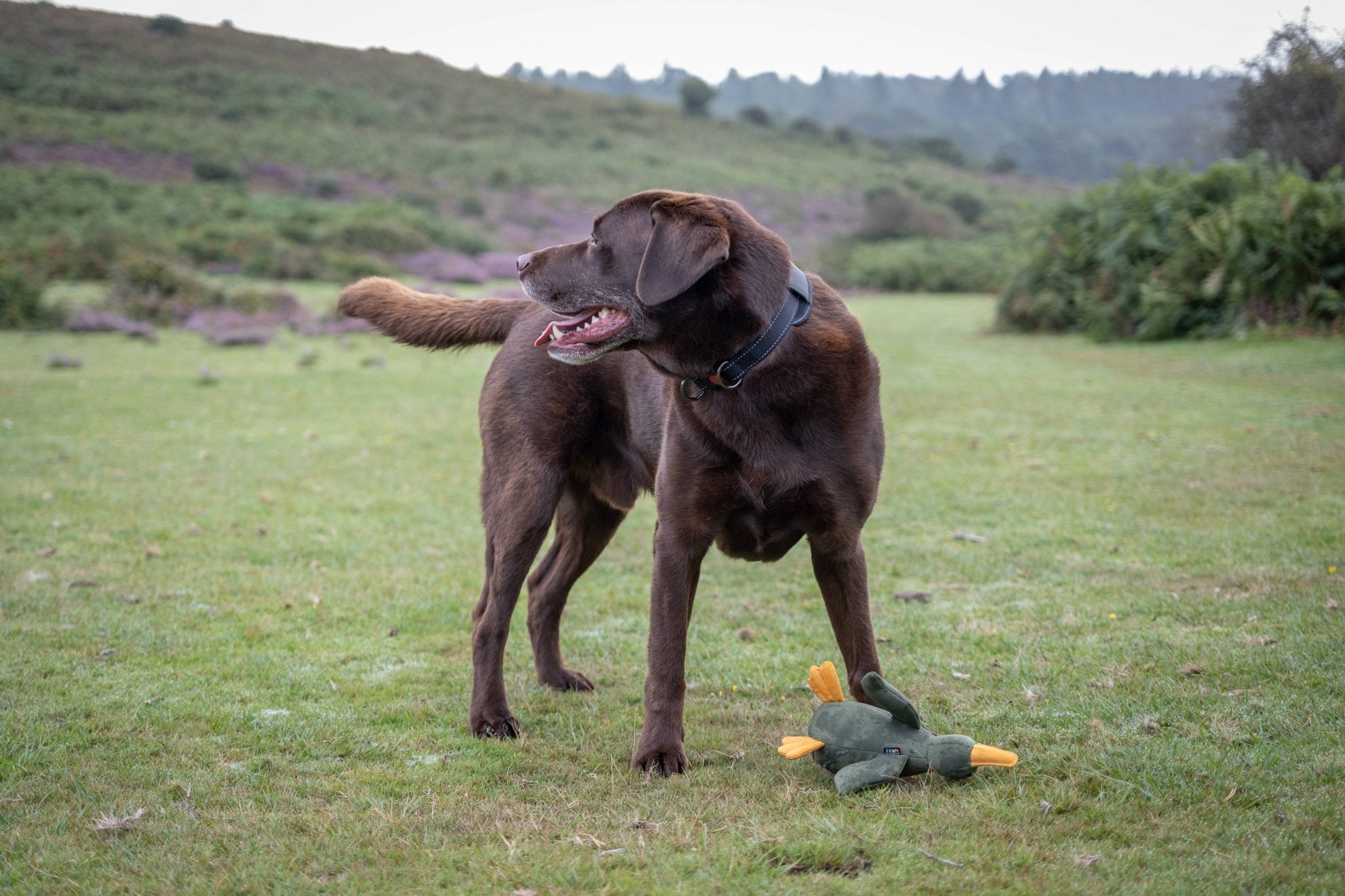 Brown Labrador playing with a dog toy shaped like a duck during outdoor fetch