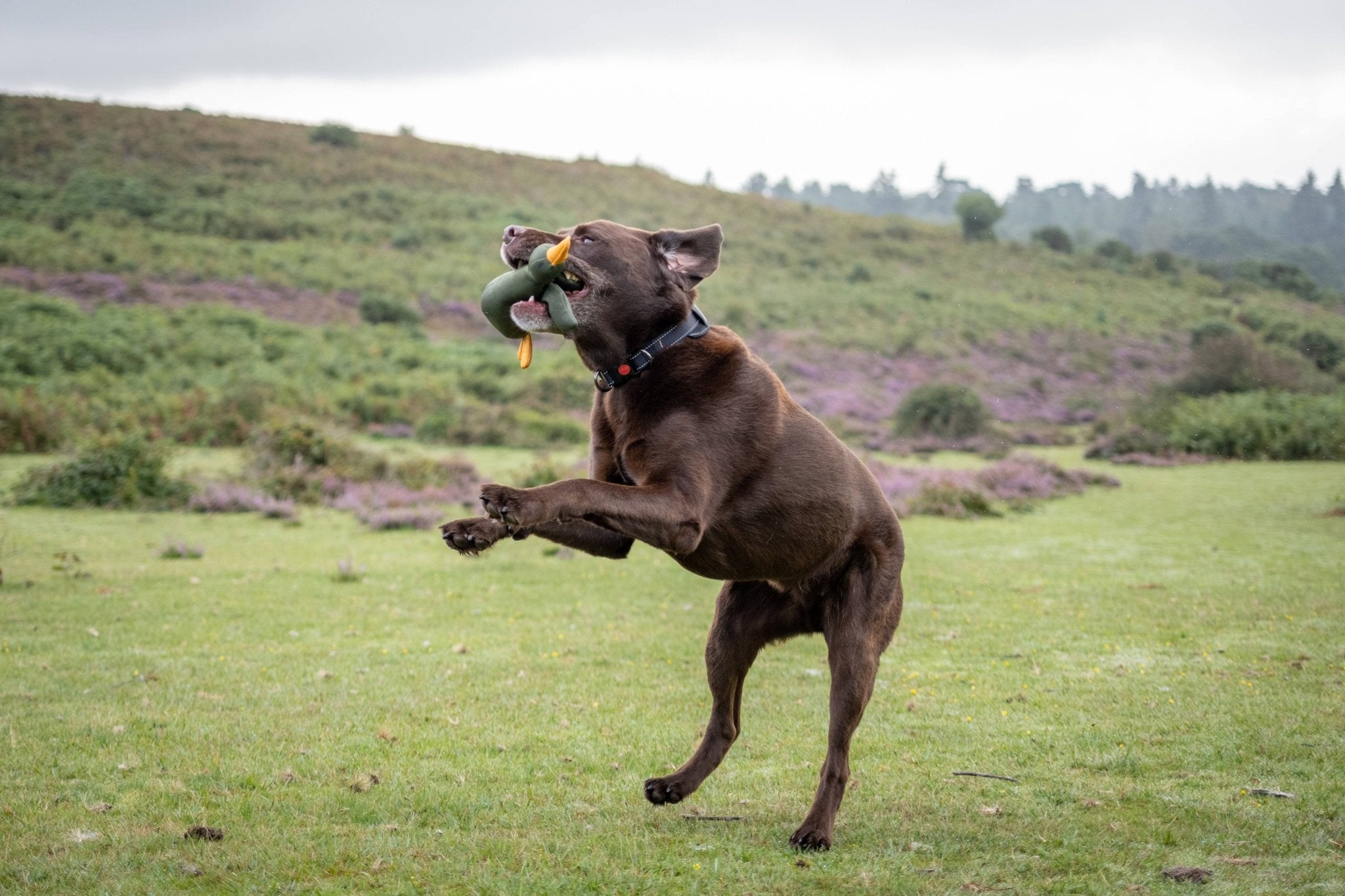 Brown Labrador jumps with a dog toy shaped like a duck during outdoor fetch