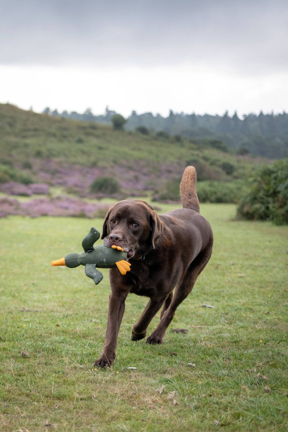 Brown Labrador playing with a dog toy shaped like a duck during outdoor fetch