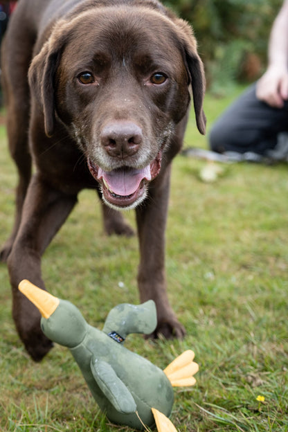Brown Labrador carrying a floating dog toy shaped like a duck during outdoor fetch