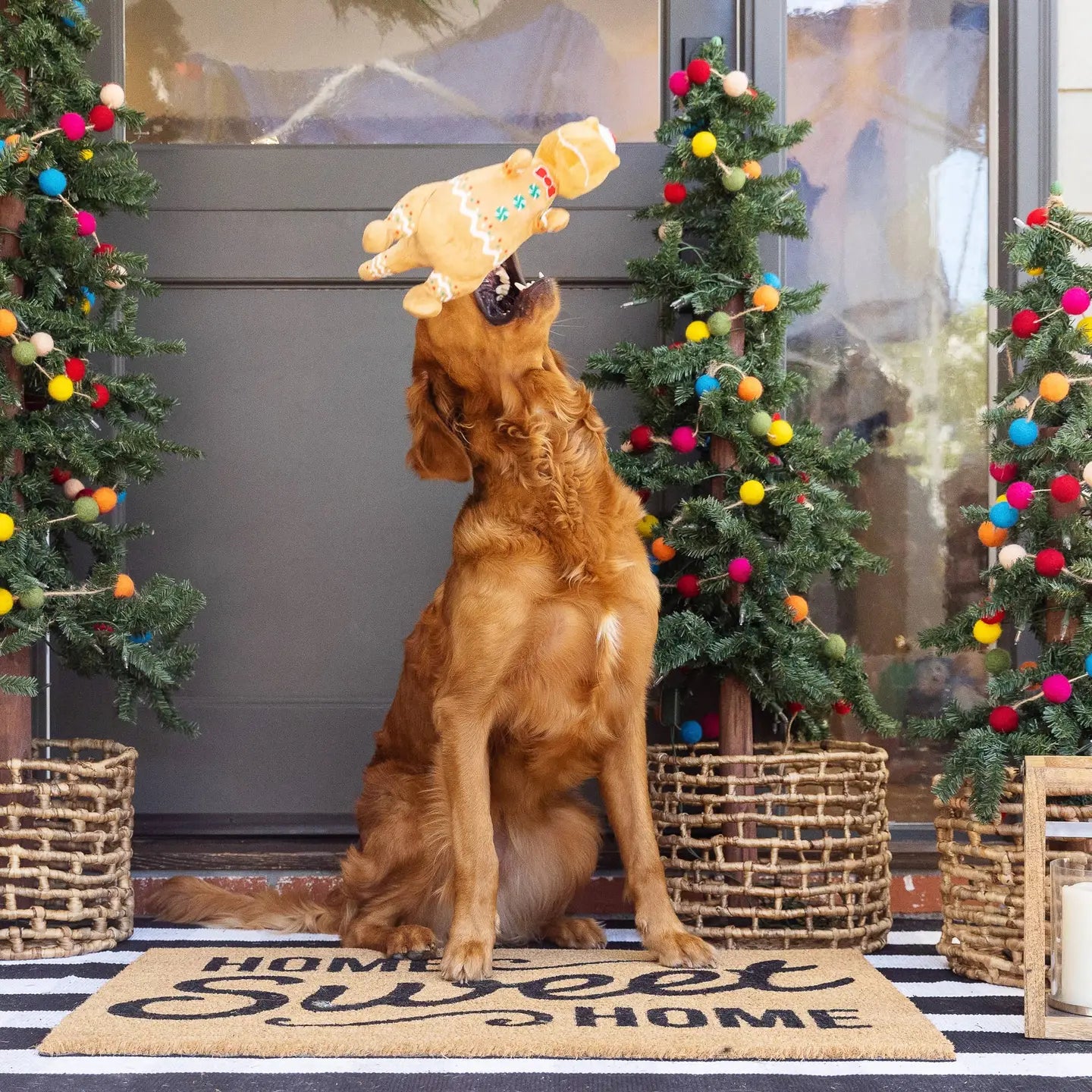 Dog playing with a toy on a &