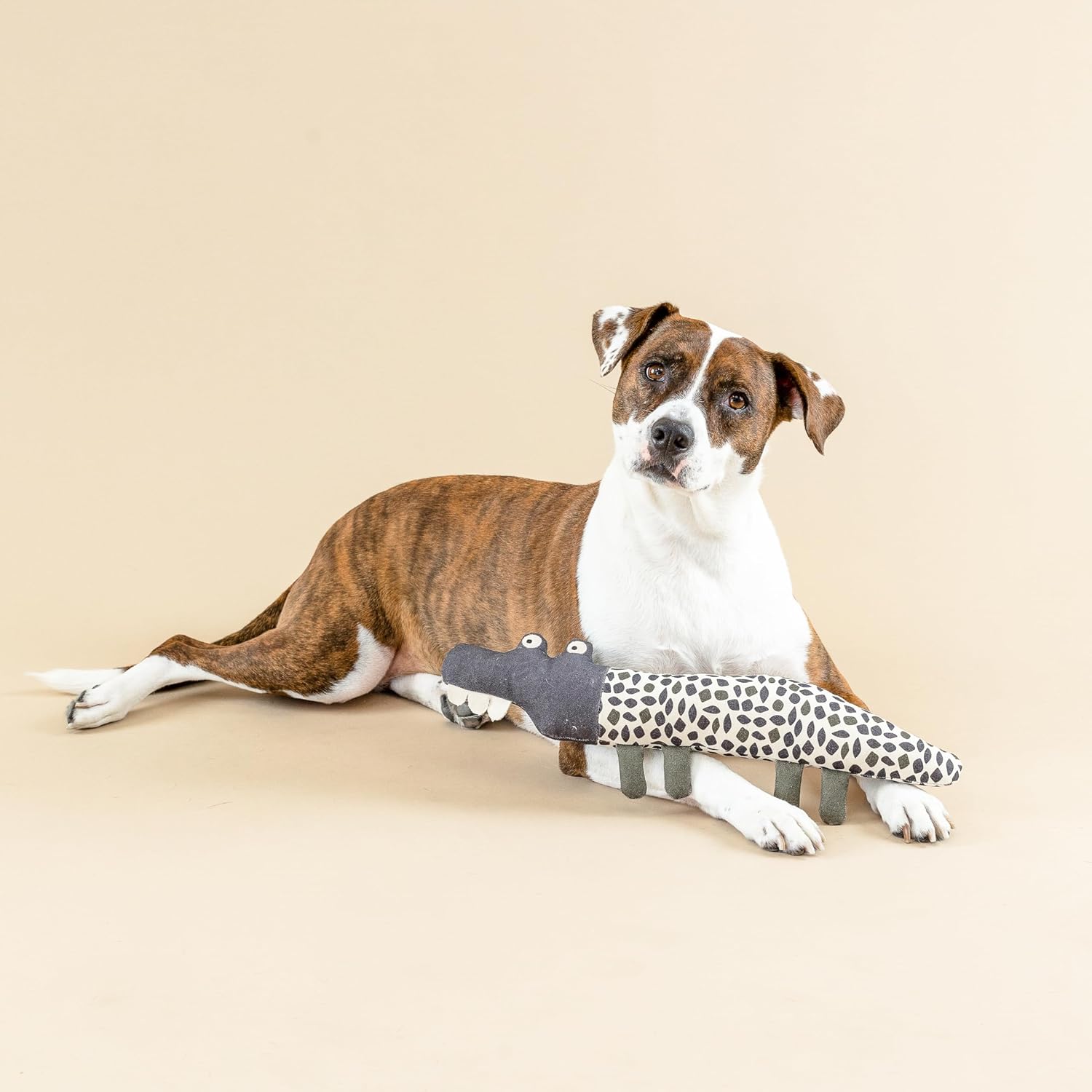 Dog lying on a beige surface with a toy resembling a lizard