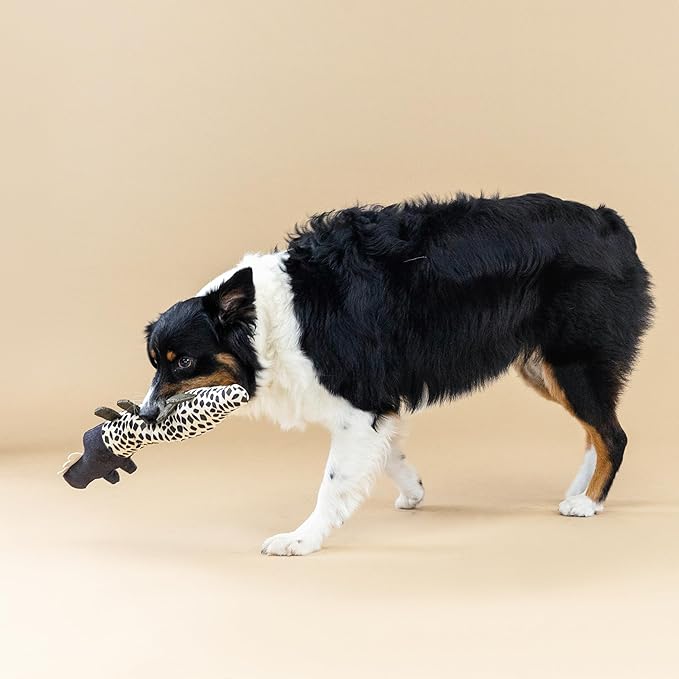 Dog playing with a plush toy on a beige background