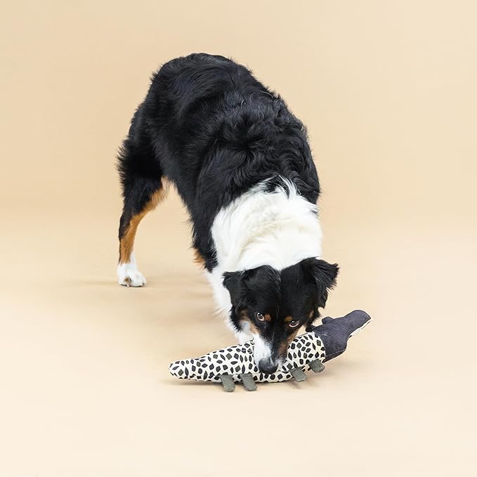 Dog playing with a toy on a beige background