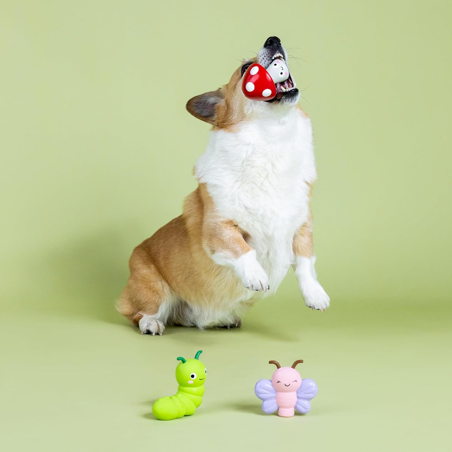 Dog playing with a toy on a light green background