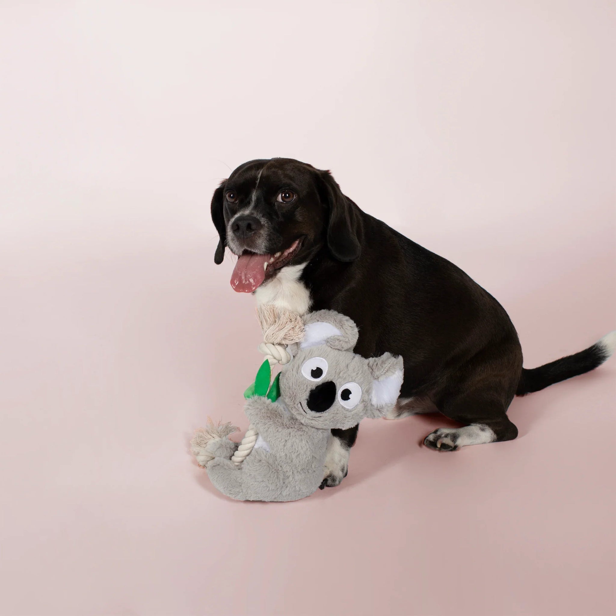 Dog playing with a koala toy on a pink background