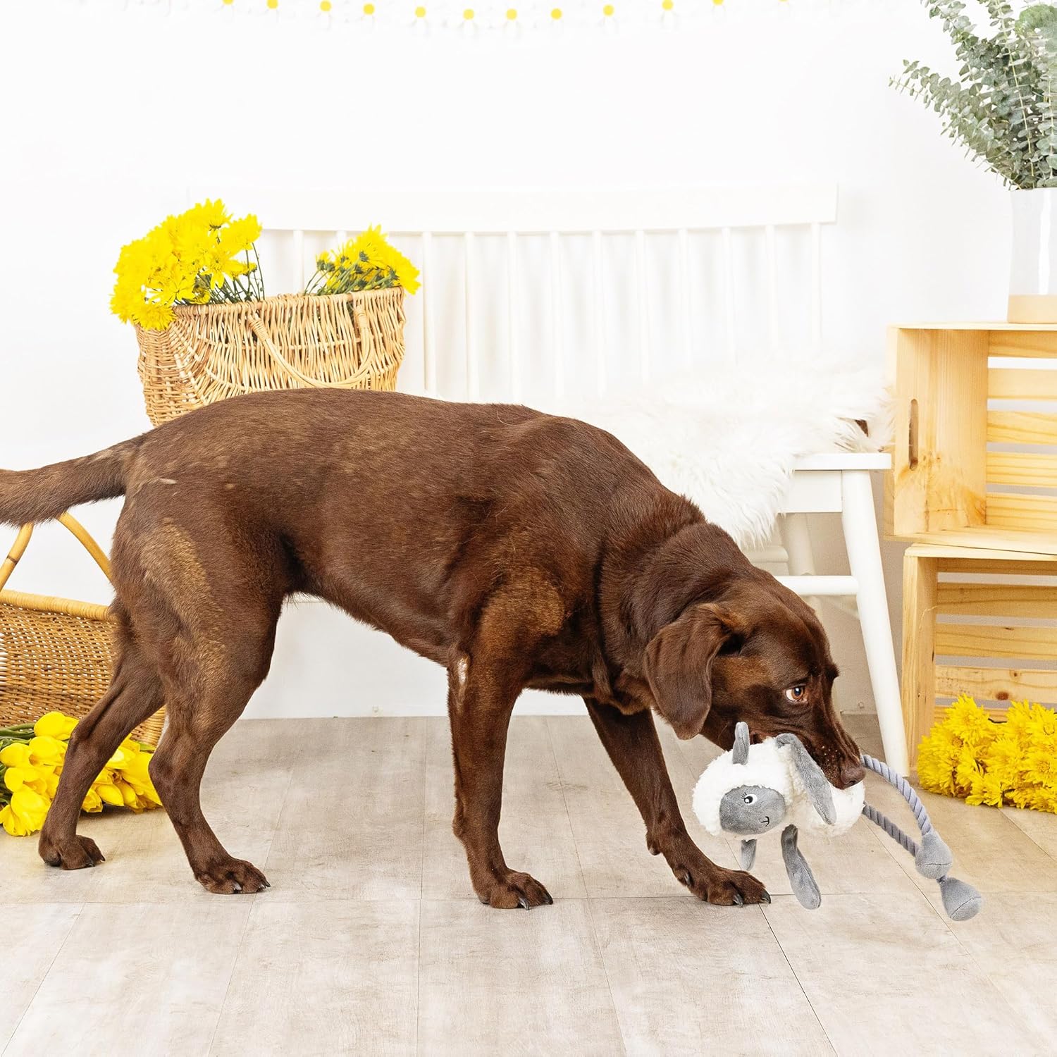 Brown dog playing with a toy in a room with yellow flowers and wooden furniture.