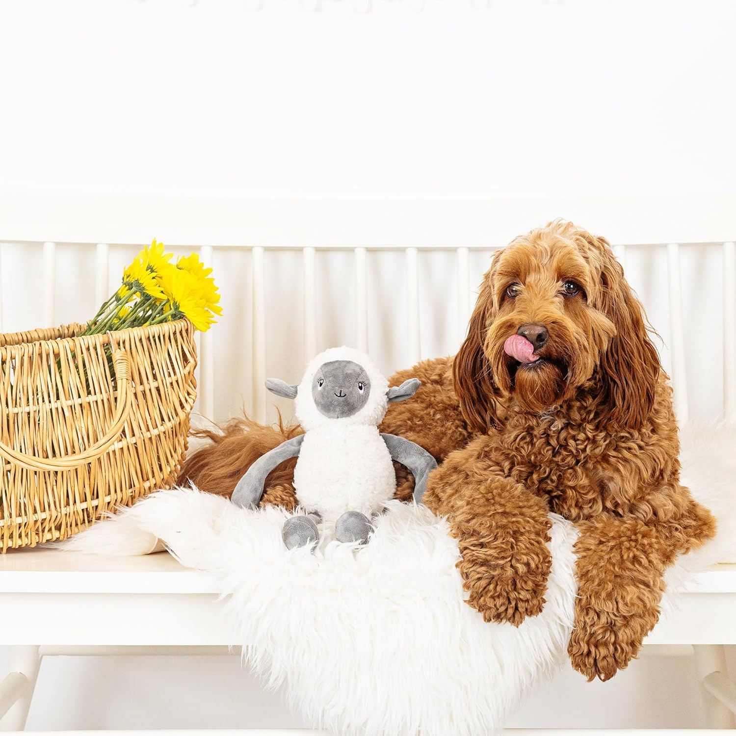 Brown dog sitting on a white surface with a plush toy and a basket of flowers in the background.