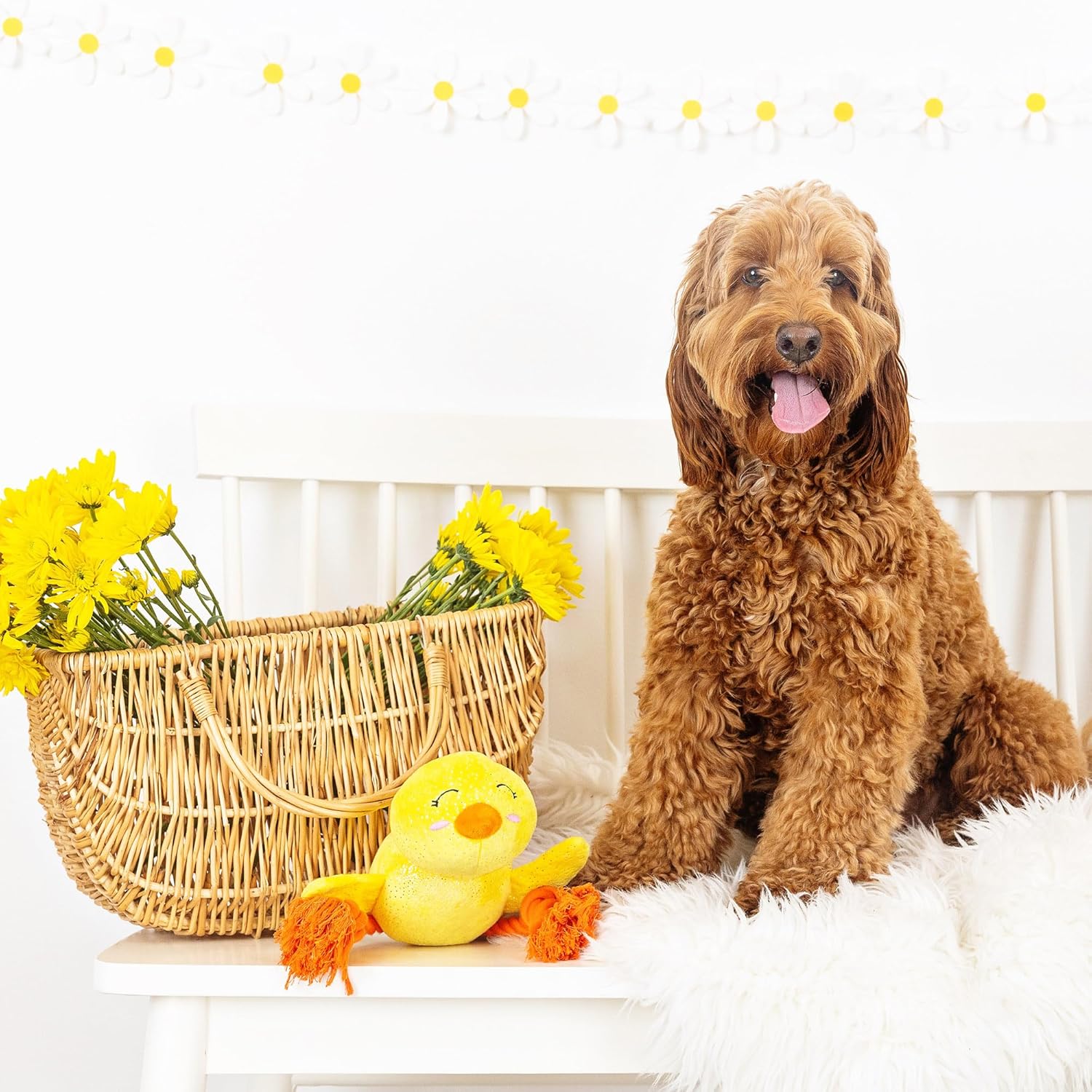 Brown dog sitting on a white surface with a basket of yellow flowers and a yellow duck toy.