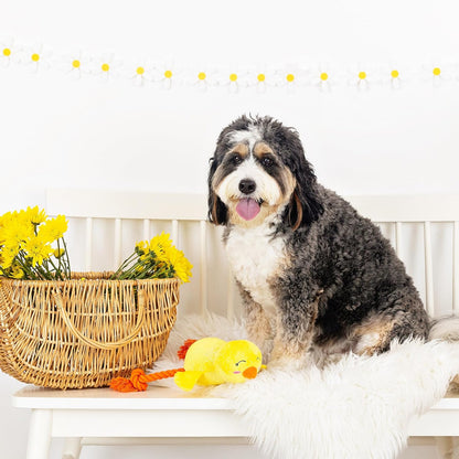Dog sitting on a white bench with a basket of yellow flowers and a toy duck