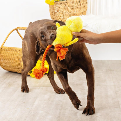 Dog playing with a yellow toy held by a person indoors.