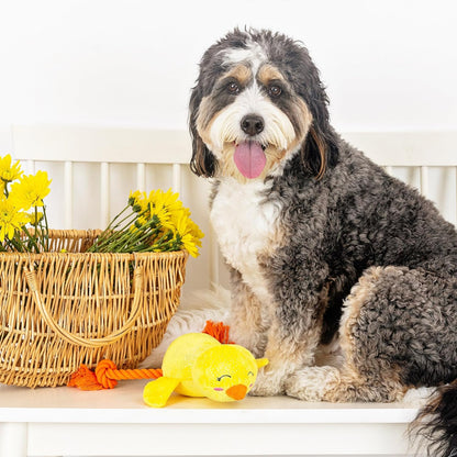 Dog sitting on a white surface with a basket of flowers and a toy duck