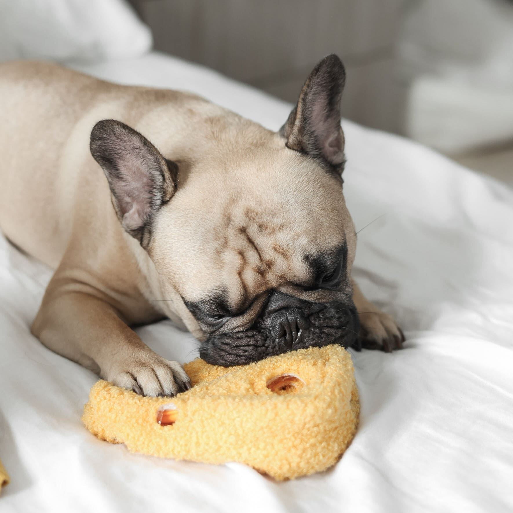 Fromage – Interactive Snuffle &amp; Burrow Dog Toy - Share Happy Outfits