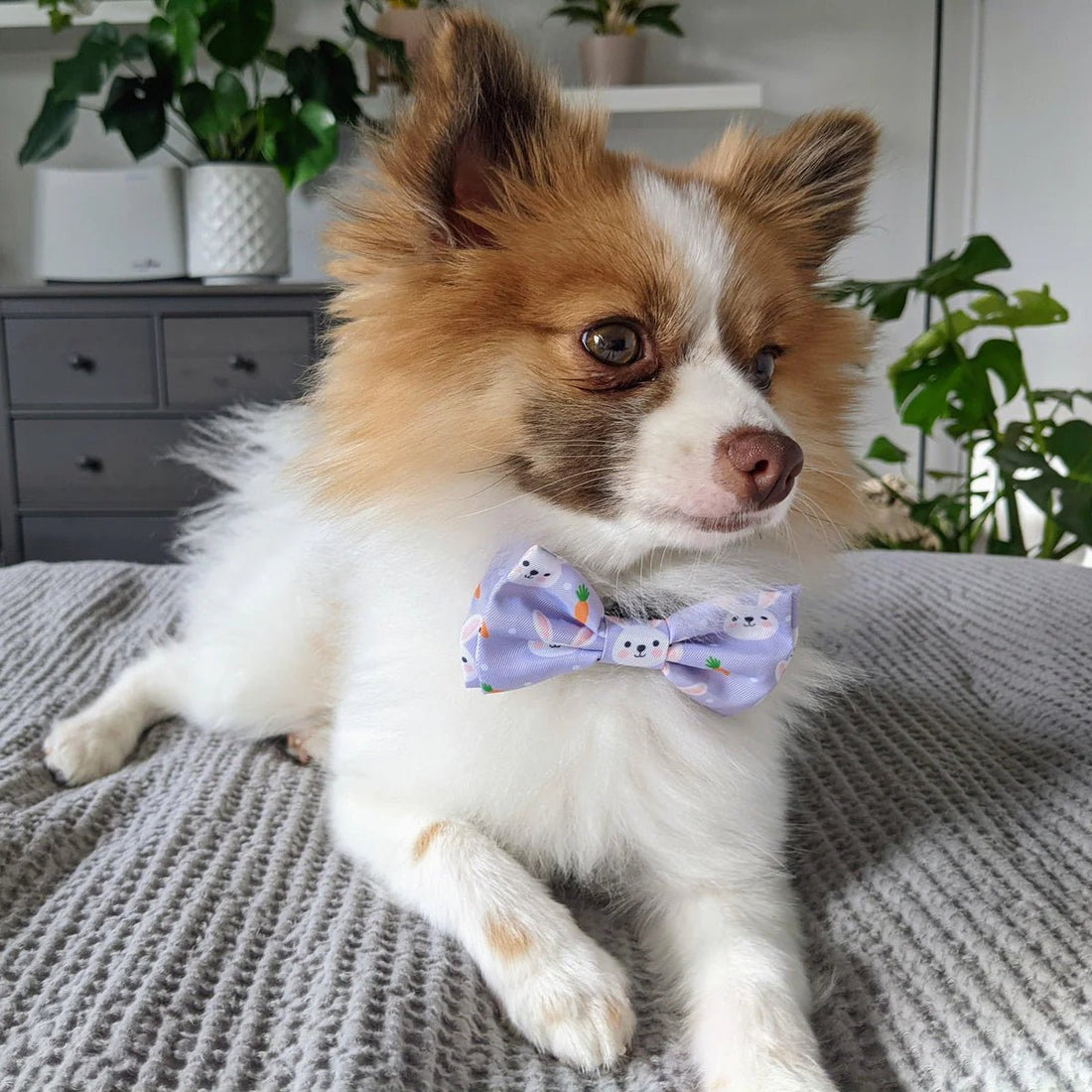 Lille hund iført en lilla butterfly, der sidder på en tekstureret overflade med planter i baggrunden