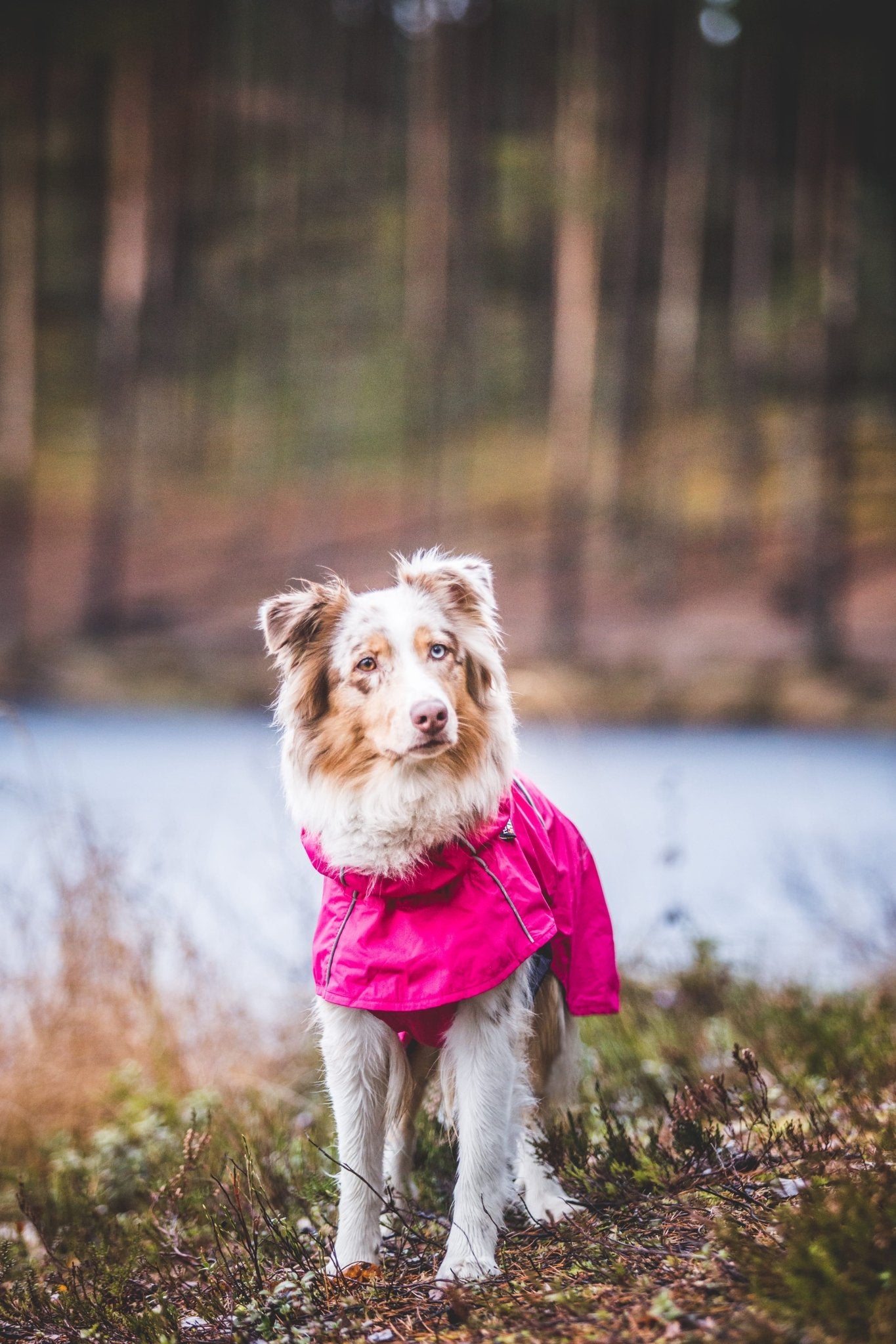 Dog wearing a pink jacket standing in a forest with a lake in the background