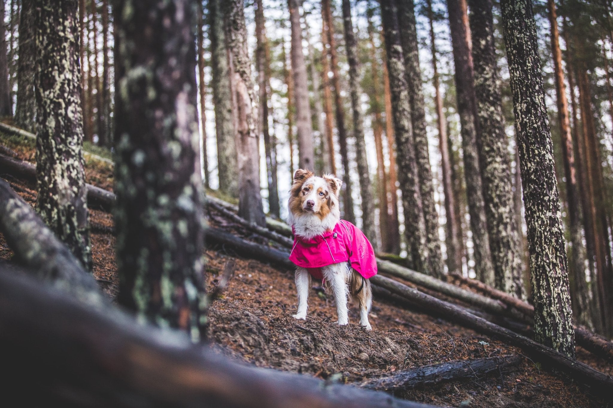 Dog in a pink coat standing on a forest path