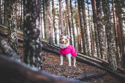 Dog in a pink coat standing on a forest path