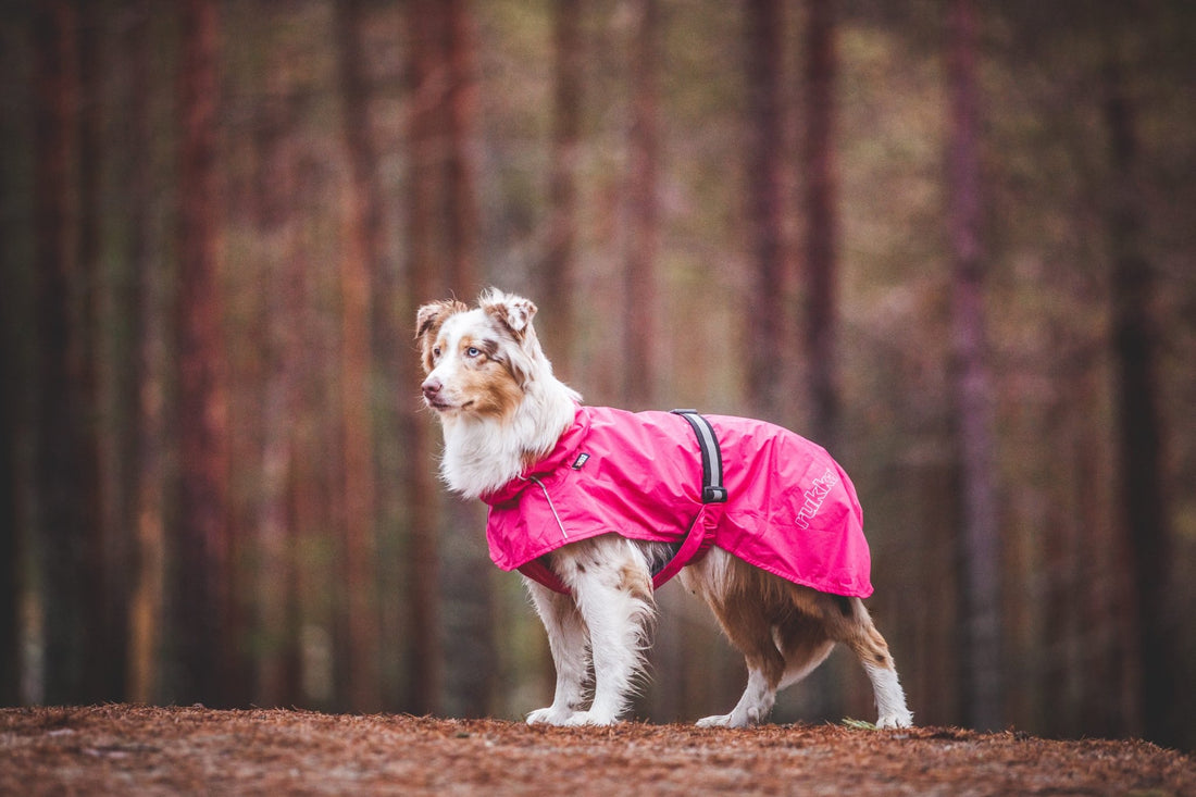 Dog wearing a pink coat standing in a forest