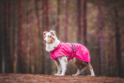Dog wearing a pink coat standing in a forest