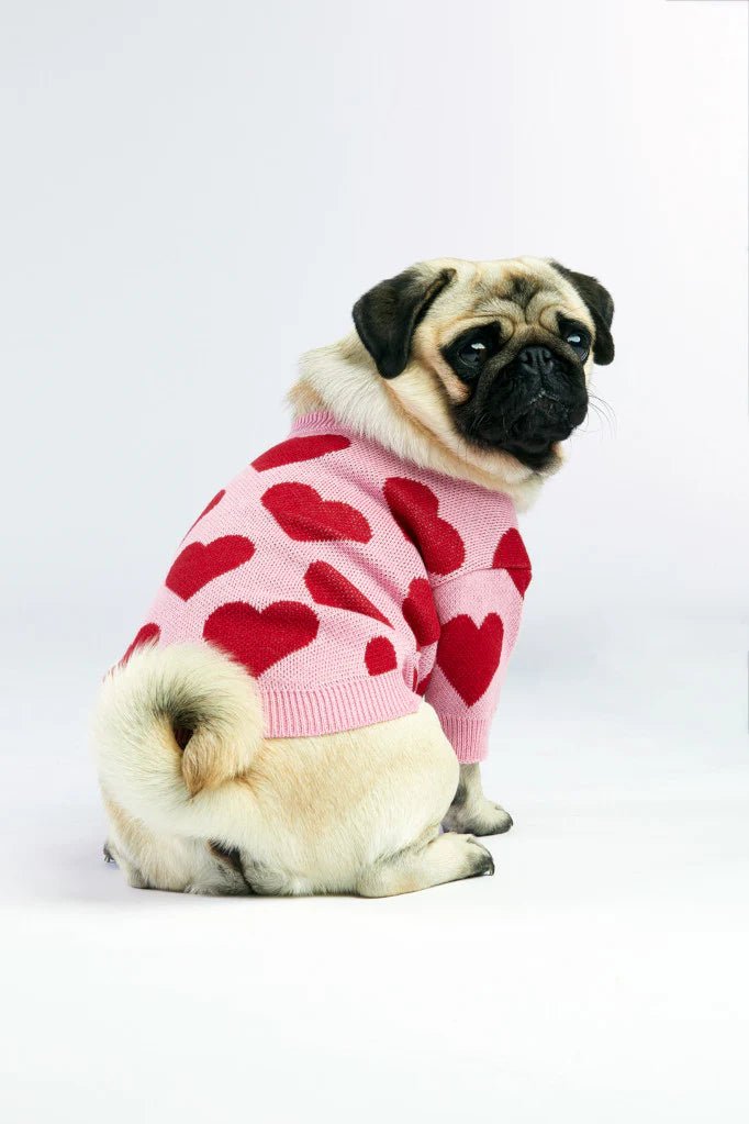 Pug wearing a pink sweater with red heart patterns on a white background